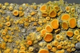 Caloplaca flavorubescens image