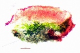 Caloplaca flavorubescens image