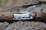 Ceratiomyxa fruticulosa var. fruticulosa image