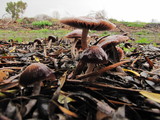 Psathyrella bipellis image
