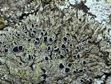Phaeophyscia ciliata image