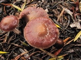 Psathyrella bipellis image