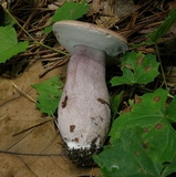 Tylopilus plumbeoviolaceus image