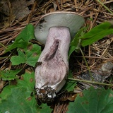 Tylopilus plumbeoviolaceus image