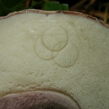 Tylopilus plumbeoviolaceus image