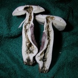 Tylopilus plumbeoviolaceus image