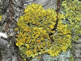 Oxneria fallax image