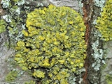 Oxneria fallax image