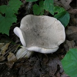 Retiboletus griseus image