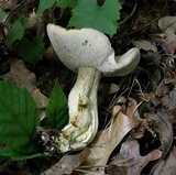 Retiboletus griseus image