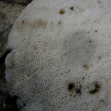Retiboletus griseus image