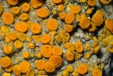 Caloplaca luteominia image