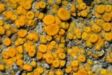 Caloplaca luteominia image