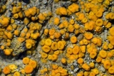 Caloplaca luteominia image