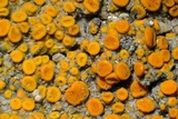 Caloplaca luteominia image