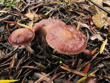 Psathyrella bipellis image
