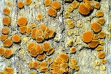 Caloplaca bolacina image