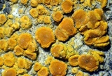 Caloplaca bolacina image