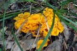 Craterellus odoratus image