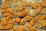 Caloplaca subsoluta image
