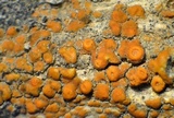 Caloplaca subsoluta image