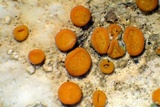 Caloplaca luteominia image