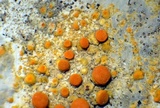 Caloplaca luteominia image