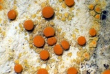 Caloplaca luteominia image