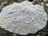 Lecanora rupicola var. rupicola image