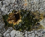 Lecanora rupicola var. rupicola image