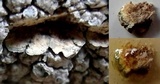 Lecanora rupicola var. rupicola image