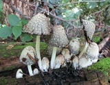 Coprinopsis variegata image