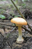 Amanita roseitincta image