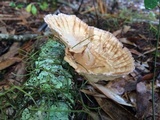 Cymatoderma caperatum image