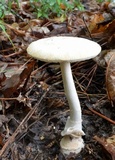 Amanita roseitincta image