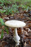 Amanita roseitincta image