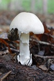 Amanita spreta image