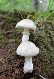 Amanita spreta image