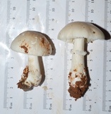 Amanita spreta image