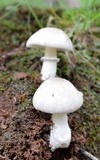Amanita spreta image