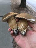 Boletus variipes image