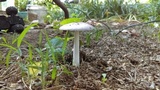 Amanita sect. Vaginatae image