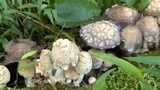 Coprinopsis variegata image