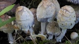 Coprinopsis variegata image