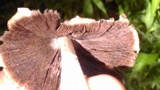 Coprinopsis variegata image