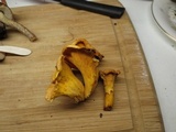 Cantharellus lateritius image