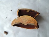 Boletus vermiculosoides image