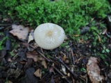 Xerula megalospora image