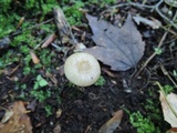 Xerula megalospora image