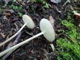 Xerula megalospora image